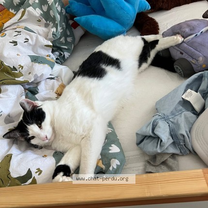 Photo of a cat found in Groslay