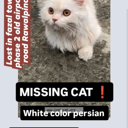 Photo 1/1 Moni Cat lost in Rawalpindi