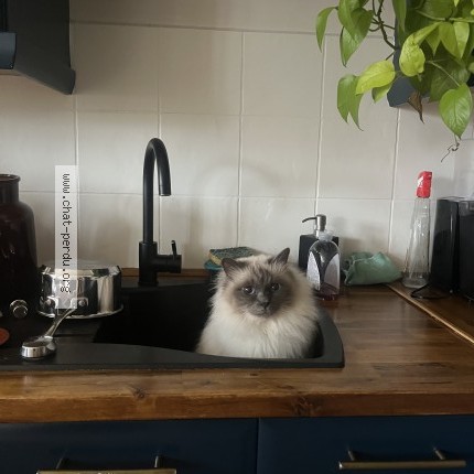 Photo of a cat found in Santeuil