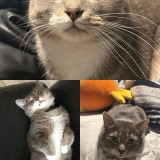 tsuki