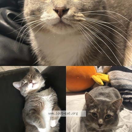 Photo 1/1 tsuki Cat lost in Winnipeg