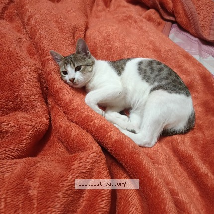 Photo 1/1 popo Cat lost in Shillong