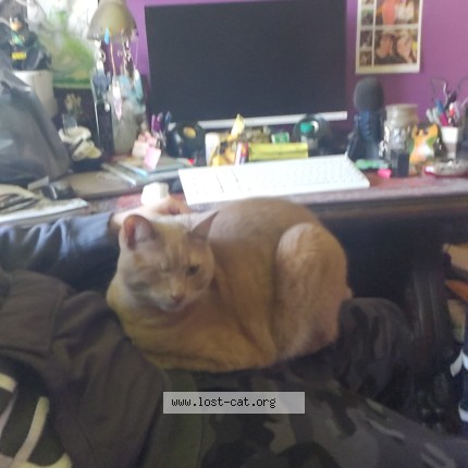 Photo 1/1 Samurai Cat lost in Omemee