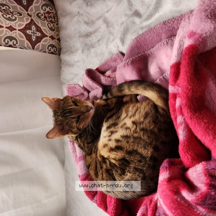 Photo 1/1 Found cat Found in Saint Leonard