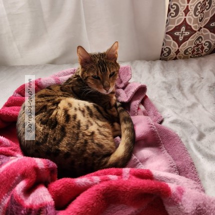 Photo 1/1 Found cat Found in Saint Leonard