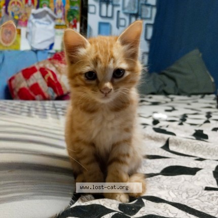 Photo 1/1 Leeza Cat lost in Ooty