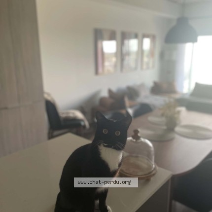 Photo 1/3 Moshi Cat lost in Laval