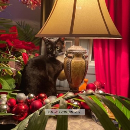 Photo 2/3 Moshi Cat lost in Laval