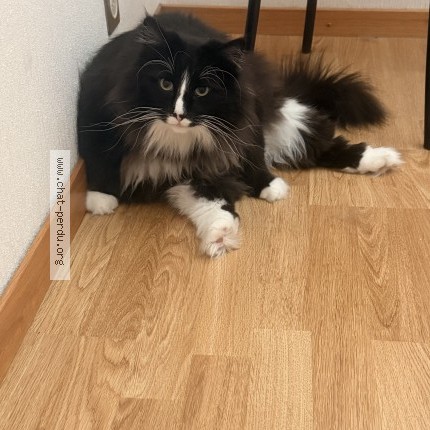 Foto einer verlorenen Katze in Lausanne