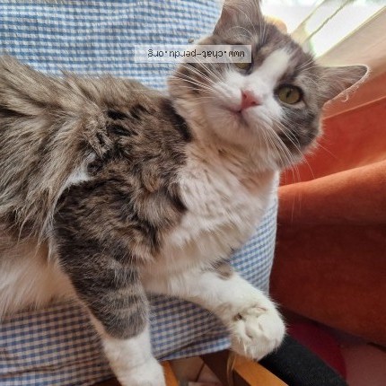Photo of a cat found in Saulx Les Chartreux