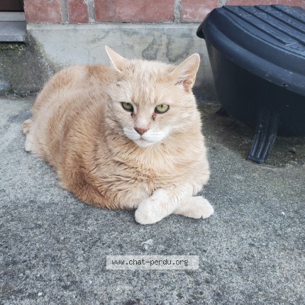 Photo of a cat found in Tourcoing