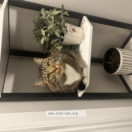 Photo 1/1 cimnamon Cat lost in Federal Way