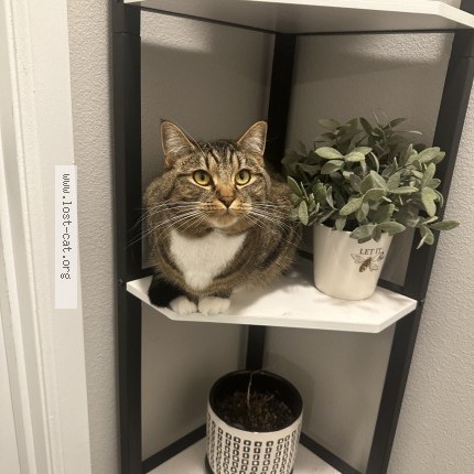 Photo 1/1 cimnamon Cat lost in Federal Way
