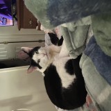 Tux