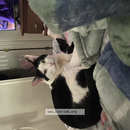 Photo 1/1 Tux Cat lost in Florence