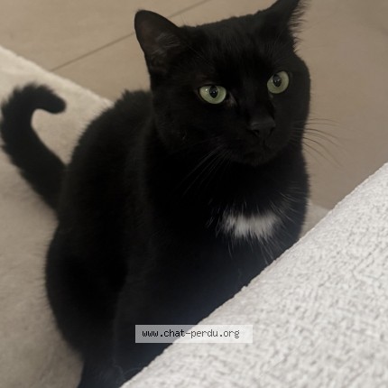 Foto 1/1 Dion Kat vermist in Erembodegem