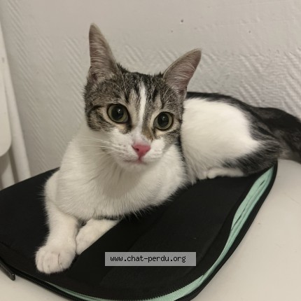 Photo of a cat found in Eragny
