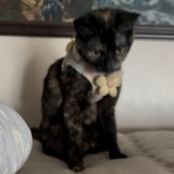 Meow Meow