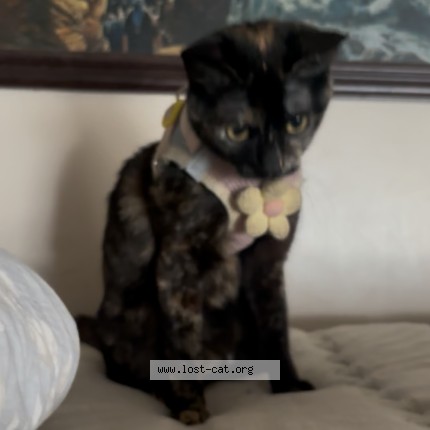 Photo 1/1 Reunited cat Lost in Colton
