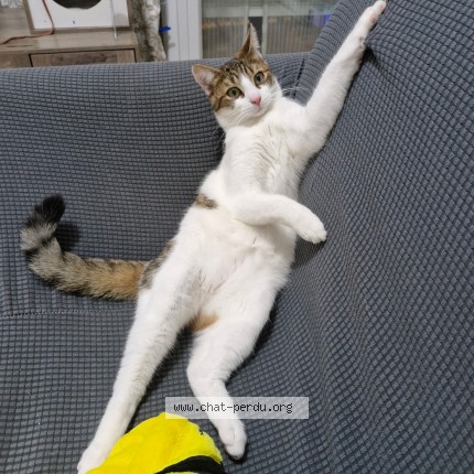 Photo of a cat found in Saint Alban