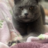 Smokey
