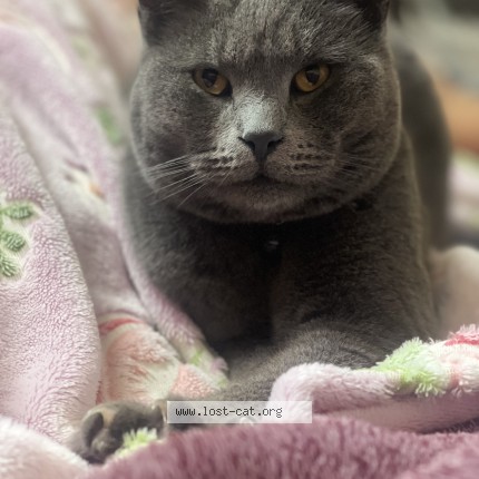 Photo 1/1 Smokey Cat lost in San Bernardino