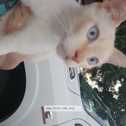 Picture of cat found at Pasadena