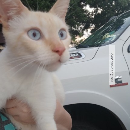 Photo 1/1 Found cat Found in Pasadena