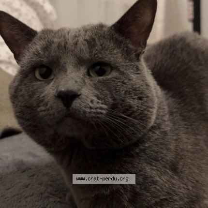 Photo 1/1 Grizou Cat lost in Laval