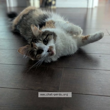 Photo 1/1 vanille Cat lost in Notre Dame Du Mont Carmel