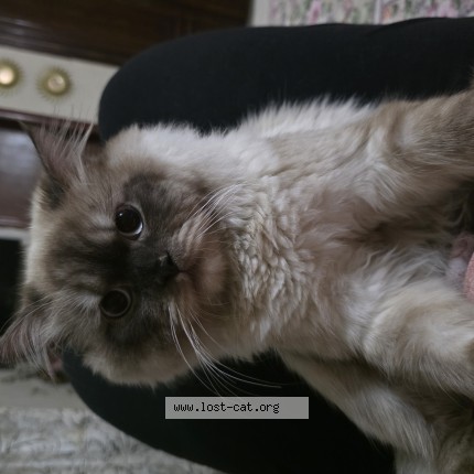 Photo 1/1 coco Cat lost in Lahore
