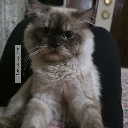 Photo 1/1 coco Cat lost in Lahore