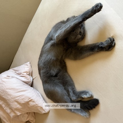 Foto einer verlorenen Katze in Corminboeuf