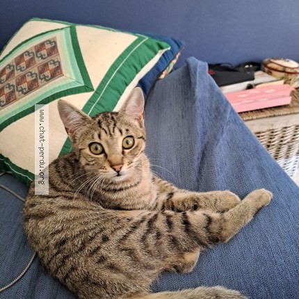 Photo of a cat found in Mailley Et Chazelot