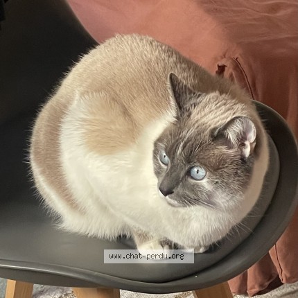Photo of a cat found in Bossey