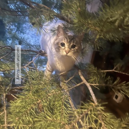 Photo of a cat found in Cubieres Sur Cinoble