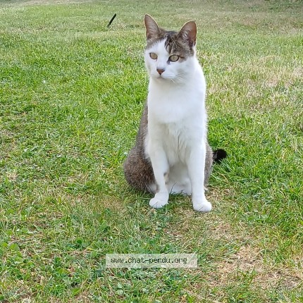 Photo of a cat found in Andernos Les Bains