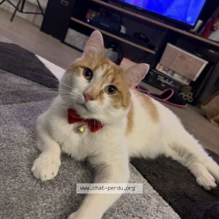 Photo of a cat found in Orange