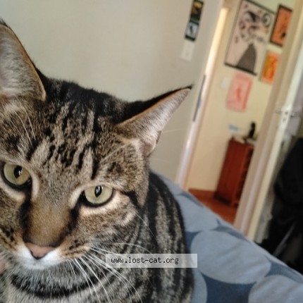 Photo 1/1 Matewis Cat lost in Gauteng