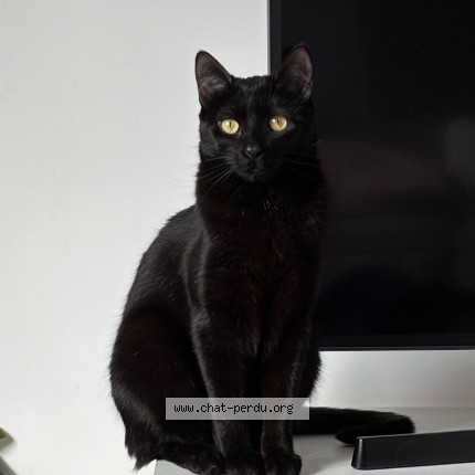 Photo of a cat found in Lyon