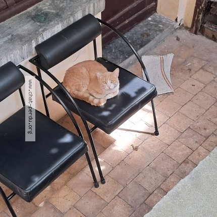 Foto van gevonden kat in Schaerbeek
