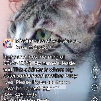 Photo 1/1 Lilman Cat lost in Bunnell
