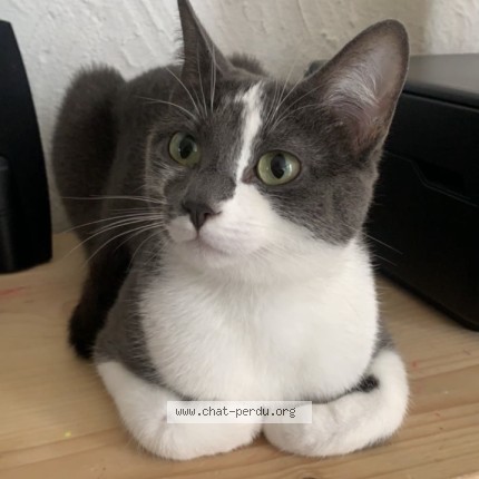 Photo of a cat found in Saint Etienne De Tulmont