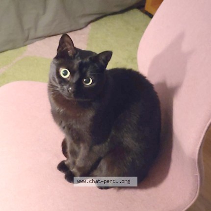 Photo of a cat found in Lyon