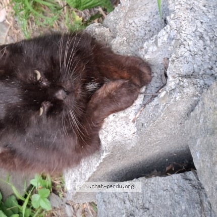 Foto di gatto trovato a Fey Nendaz