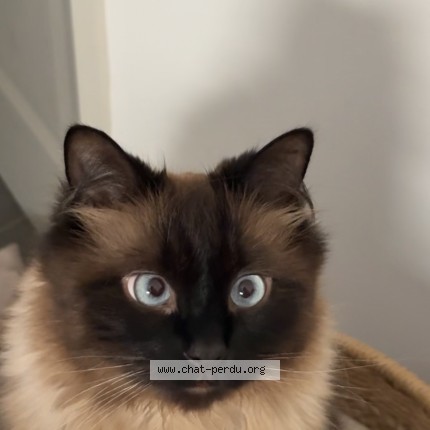 Photo of a cat found in Troyes