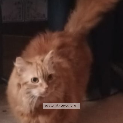 Foto van vermiste kat in Laeken