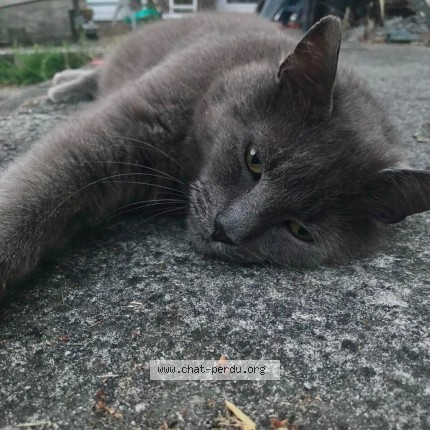 Foto 1/1 Grisou Kat vermist in Flemalle