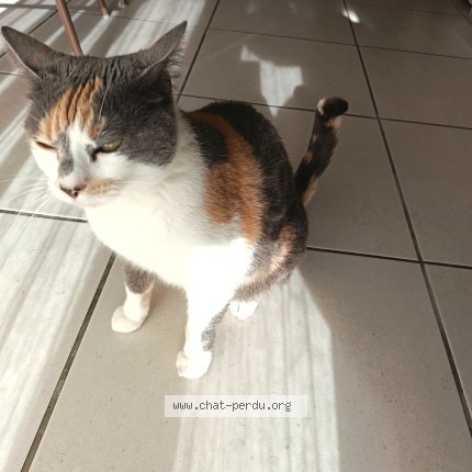 Photo of a cat found in Cabestany