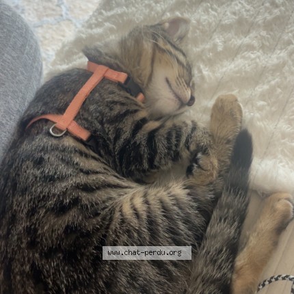 Photo of a cat found in Saint Martin D Heres